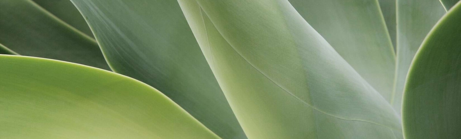 Esthevital Nutrition